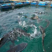 Aquaculture Consultancy