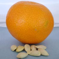 Calendula Officinalis Seeds