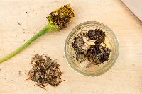 Zinnia Elegans Seeds