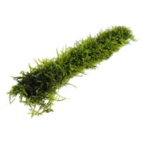 Moss Sticks