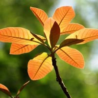 Madhuca Longifolia Oil