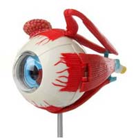 Human Anatomical Models