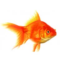 Gold Fishes