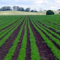 Organic Certification