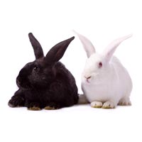 Breed Rabbits