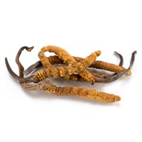 Cordyceps Sinensi