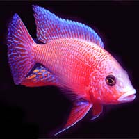 Cichlid