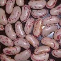 Speckled Kidney Bean