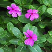 Vinca Rosea Leaves
