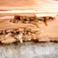 Termite Pest Control Service