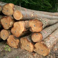 Pine Wood Logs