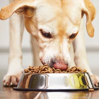 Animal Nutraceuticals