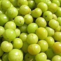 Amla Seed