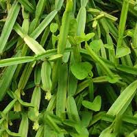 Cissus Quadrangularis Extract