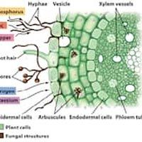 Vesicular Arbuscular Mycorrhiza
