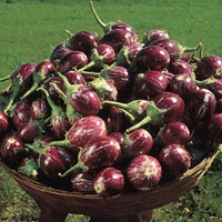 Hybrid Brinjal Seeds
