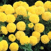 Hybrid Marigold Seeds