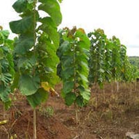 Tissue Culture Teak Plants