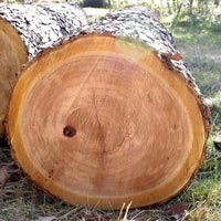 Cherry Wood Logs
