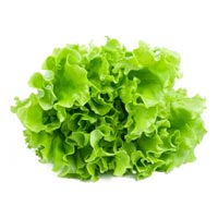 Lettuce