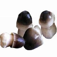 Paddy Straw Mushroom