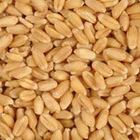 Lokwan Wheat
