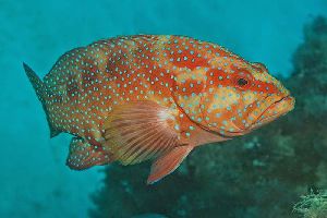 Coral Trout