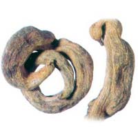 Pistacia Integerrima