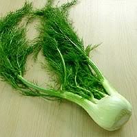 Fennel Herb