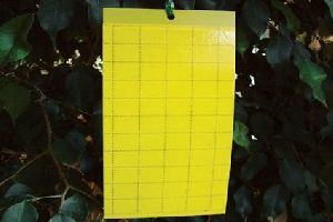 Yellow Sticky Trap