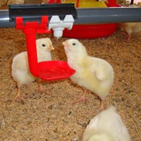 Poultry Nipple Drinker System