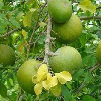 Bael Fruit