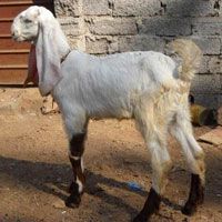 Jamunapari Goat