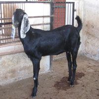 Beetal Goat
