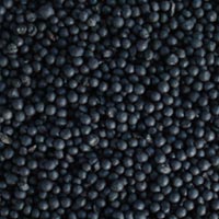 Humic Acid Granular