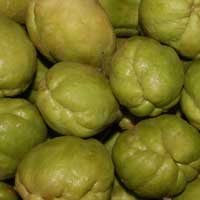Fresh Chayote