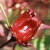 Hibiscus Sabdariffa