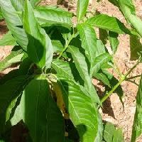 Adhatoda Vasica / Vasaka