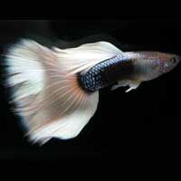 Guppy Fish