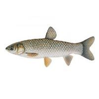Grass Carp Fish