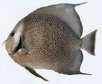 Angelfish