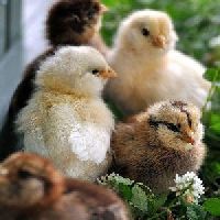 Country Chicken Chicks