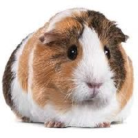 Guinea Pigs