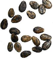 Hybrid Watermelon Seeds