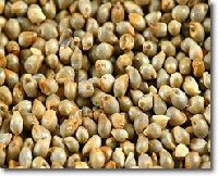 Hybrid Bajra Seeds