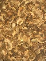 Sandalwood Seeds