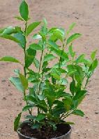 Sweet Lemon Plant
