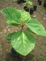 Fig Plant