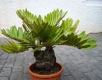 Zamia Palm Plant