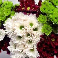 Chrysanthemum Flowers